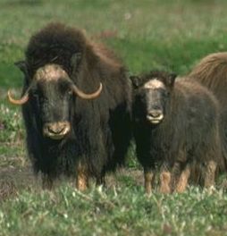 'Oomingmak', or musk ox