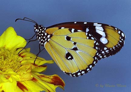 A Plain Tiger